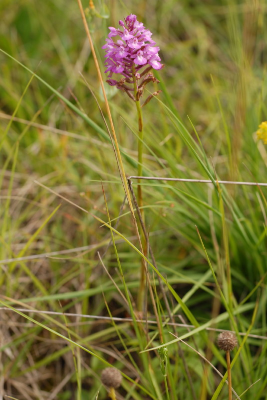 Ibrido A. pyramidalis x G. conopsea ???